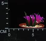 Ariocarpus agavoides