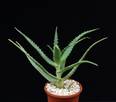 Aloe arborescens