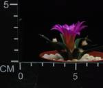 Ariocarpus agavoides