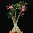 Adenium obesum