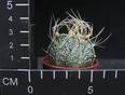 Astrophytum crassispinoides