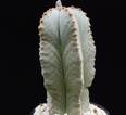 Astrophytum myriostygma v. tulense quadricostatum