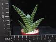 Aloe variegata