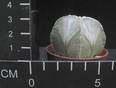 Astrophytum coahuilense