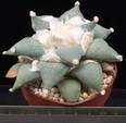 Ariocarpus furfuraceus