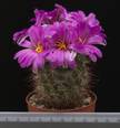 Bartschella schumanii v. globosa