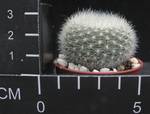 Brasilicactus haselbergii