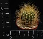 Buiningia aurea HU116
