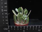 Crassula ovata variegata