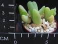 Cheiridopsis robusta