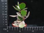 Crassula arborescens
