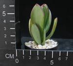 Crassula cv.Blue Have