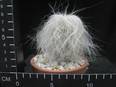 Cephalocereus senilis