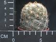 Coryphantha radians