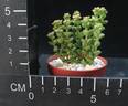 Crassula commutata