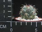 Coryphantha asterias