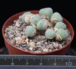 Conophytum meyeri