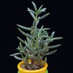 Crassula macowaniana