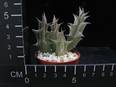 Caralluma hesperidum