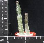 Caraluma burchardii