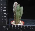 Caralluma burchardii