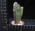 Caralluma burchardii