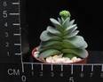 Crassula Morgan beauty