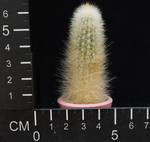Cleistocactus strausii