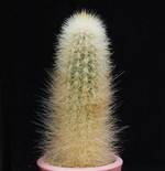 Cleistocactus strausii