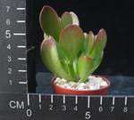 Crassula ovata