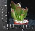 Crassula ovata