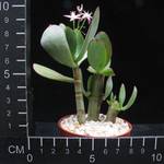Crassula arborescens undulatifolia