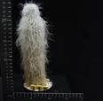 Cephalocereus senilis