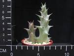 Caralluma hesperidum