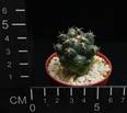 Coryphanta elephantidens ssp greenwoodii