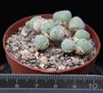 Conophytum meyeri