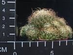 Dolichothele marnier-lapostollei