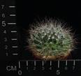 Dolichothele zephyranthoides