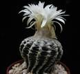 Discocactus horstii