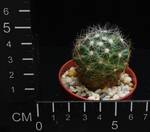 Dolichothele baumii