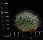Dolichothele zephyranthoides