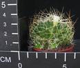 Dolichothele camptotricha