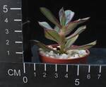 Echeveria nodulosa