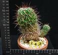 Echinofossulocactus arrigens