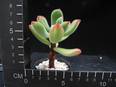 Echeveria pulvinata
