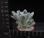 Echeveria setosa