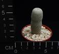 Epithelantha bookei