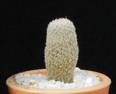 Epithelantha rufispina