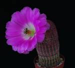 Echinocereus rigidissimus