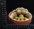 Echinocereus viridiflorus